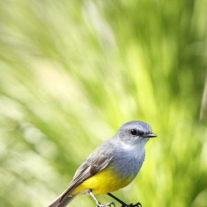 Yellow Robin Wildlife Photography, by Chris Burton.