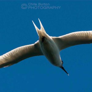 Wildlife Photography, by Chris Burton.  Birds in flight. Blue Sky Tern. Buy wall art print from leading Wildlife Photographer.