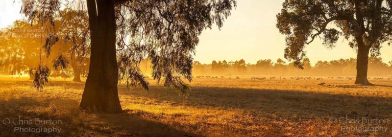 Summer Sunrise in the Bush Australian Landscape Photography, by Chris Burton.