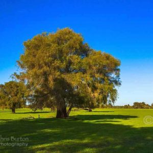 West Australia Landscape Photography, by Chris Burton.  Dunsborough in the Margaret River region. Peppermint Trees near Dunsborough.