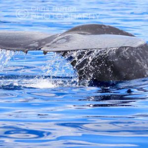 Blue Whale Photography Cape Naturaliste South West Australia Whale Photography, by Chris Burton. 