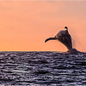 Humpback Whales Breaching Sunset | Chris Burton Photography