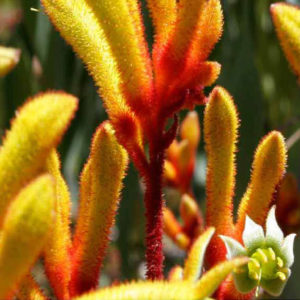 Australian Flowers Photography, by Chris Burton. Kangaroo Paw Flowers