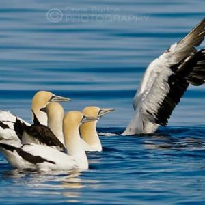 Australasian Gannets Wildlife Photography, by Chris Burton.