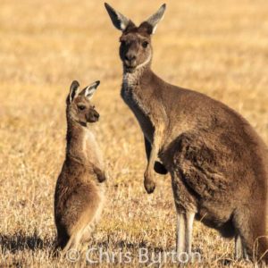 Grey Kangaroos Chris Burton. Australian Wildlife Photography