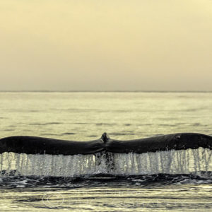 Humpback Whale Tail Sunset Whales and Beach Photography, by Chris Burton.  