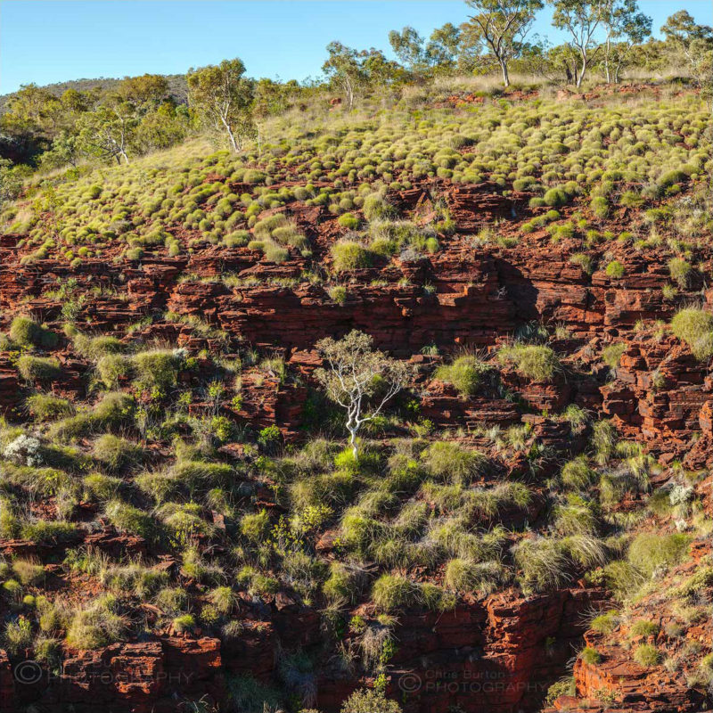 Landscape Photography, by Chris Burton | Karijini Tree, Pilbara