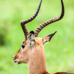 Wildlife Photography by Chris Burton. Impala in Manyeleti Game Reserve