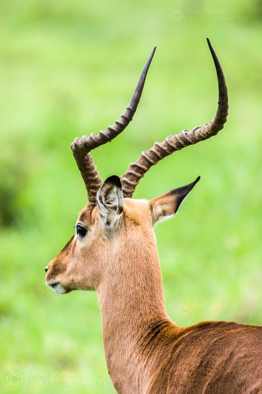 Wildlife Photography by Chris Burton. Impala in Manyeleti Game Reserve
