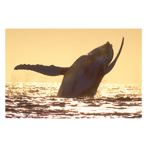Whales Photography Chris Burton. Wildlife, Beach and Landscape Photographer in Dunsborough, South West Australia. Stunning. natural light wall prints.