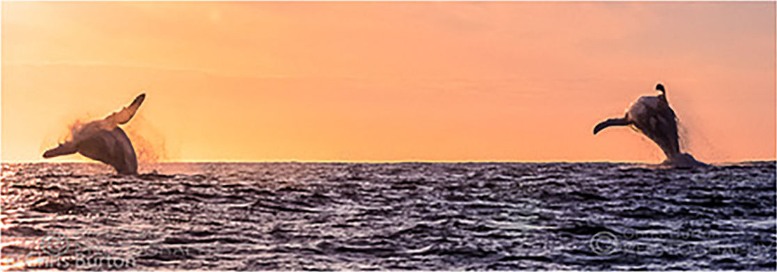 Humpback Whales Breaching Sunset | Chris Burton Photography